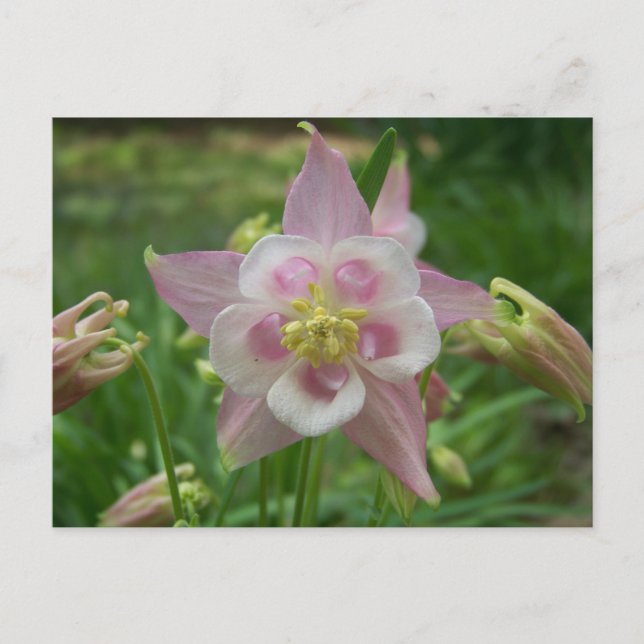 Rosa Columbine Vykort (Framsida)