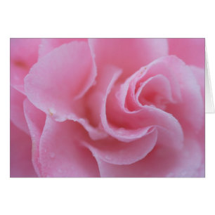 Rosa Common Camellia Hälsningskort
