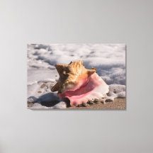 Rosa Conch Snäcka