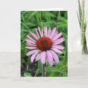 Rosa Cone Flower Kort
