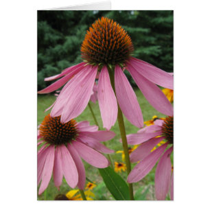 Rosa Cone Flowers Hälsningskort