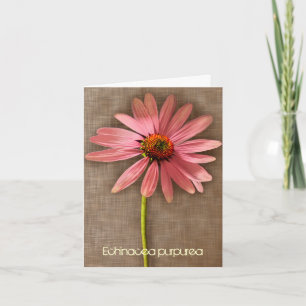 Rosa Coneflower Echinacea purpurea Tack Kort