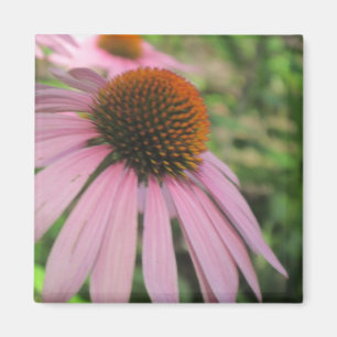 Rosa Coneflower Magnets Magnet