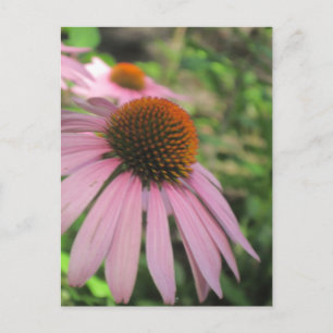 Rosa Coneflower Postcard Vykort