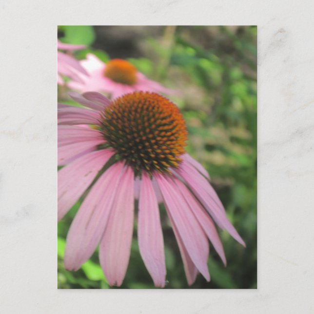 Rosa Coneflower Postcard Vykort (Framsida)