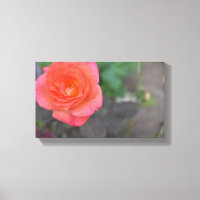 Rosa Coral Ro Nature Fotography Flower Plant