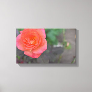 Rosa Coral Ro Nature Fotography Flower Plant Canvastryck