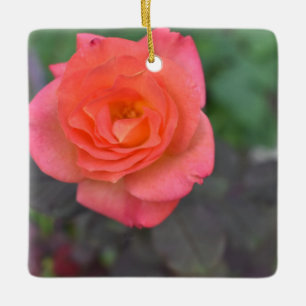 Rosa Coral Ro Nature Fotography Flower Plant Julgransprydnad Keramik
