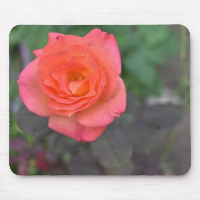 Rosa Coral Ro Nature Fotography Flower Plant Musmatta (Framsidan)
