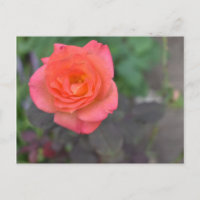 Rosa Coral Ro Nature Fotography Flower Plant