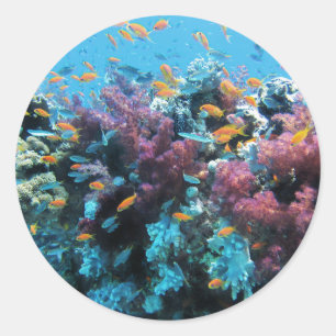 Rosa Coral Runt Klistermärke