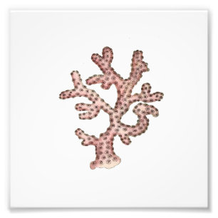 Rosa Coral Sea Nautical Bathroom Fototryck