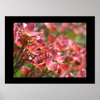 Rosa Cornelblommor Fina Konsttryck Blommig Poster