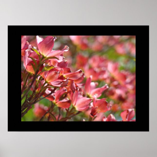 Rosa Cornelblommor Fina Konsttryck Blommig Poster (Framsidan)
