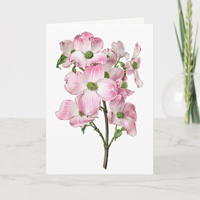 Rosa Cornelianblomma Antik Ljudkort Greeting Card Kort (Framsida)
