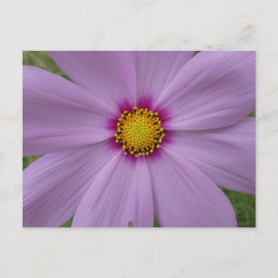 Rosa Cosmea Stäng DIY-vykort Vykort