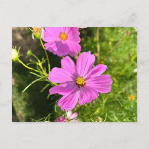 Rosa Cosmo blomma vykort