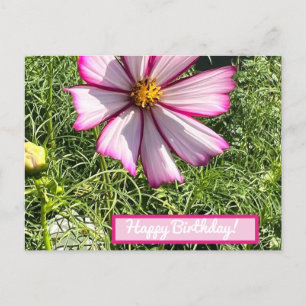 Rosa Cosmo-posterkort, Grattis på födelsedagen Vykort