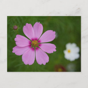 Rosa Cosmos bihitatus Vykort