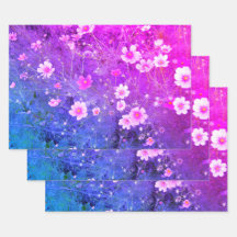 Rosa Cosmos biTakatus Flowers i Fullt Bloom