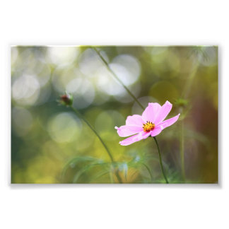 Rosa Cosmos blommar med Grönt Golden Hour Bokeh Fototryck