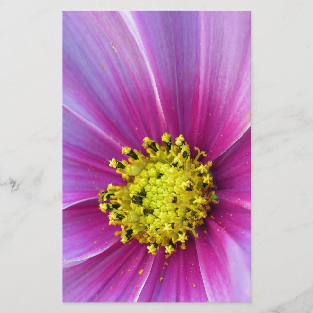 Rosa Cosmos Brevpapper (Framsida)