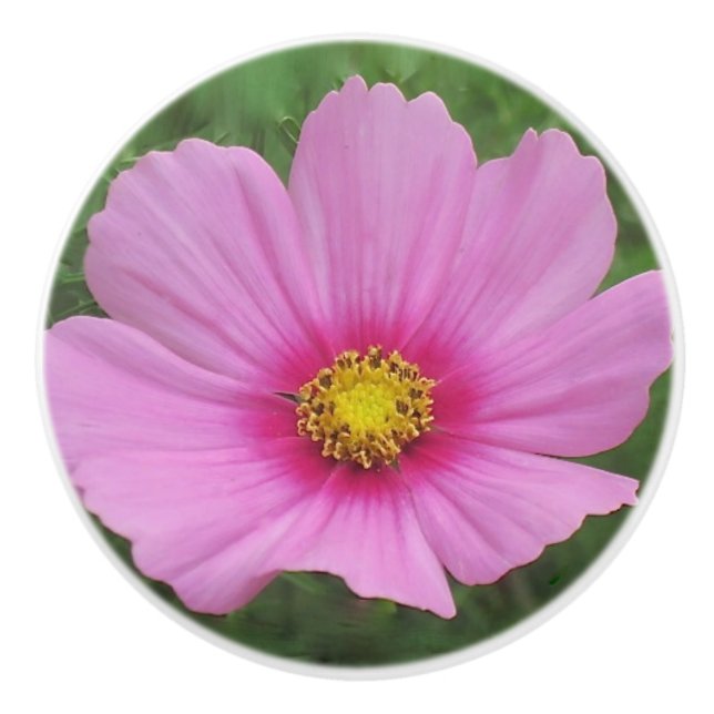 Rosa Cosmos Ceramic Knob Knopp (Framsidan)