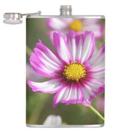 Rosa cosmos,Cottage-trädgård Rosalinde Fickplunta