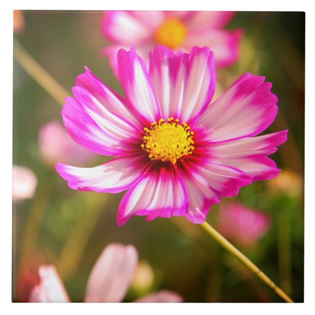 Rosa cosmos,Cottage-trädgård Rosalinde Kakelplatta (Framsidan)