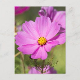 Rosa Cosmos Flower 2 Vykort