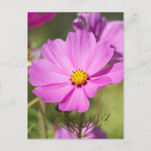 Rosa Cosmos Flower 2 Vykort