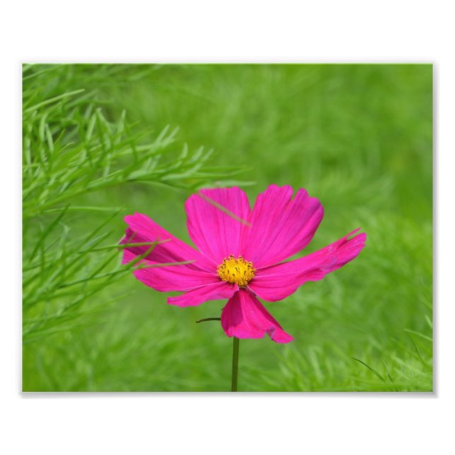 Rosa Cosmos Flower Photo Print Fototryck (Framsidan)