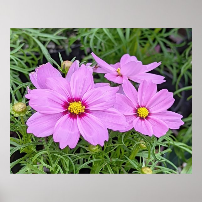Rosa Cosmos Flower Poster (Framsidan)