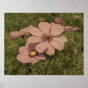 Rosa Cosmos Flowers Åldras Partial Färg Poster