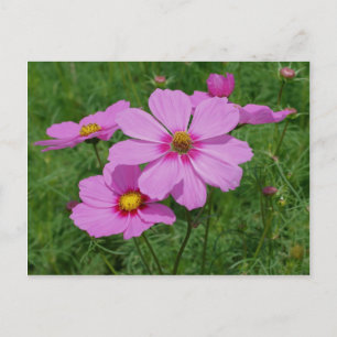 Rosa Cosmos Flowers in Sunshine Vykort