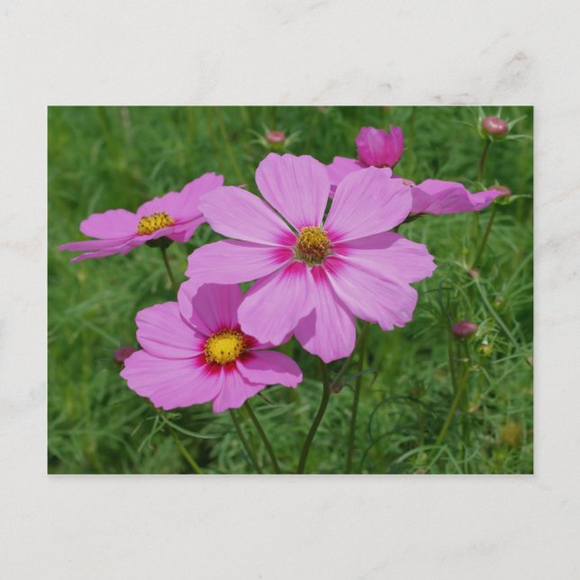 Rosa Cosmos Flowers in Sunshine Vykort (Framsida)