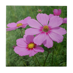 Rosa Cosmos Flowers Nature Kakelplatta