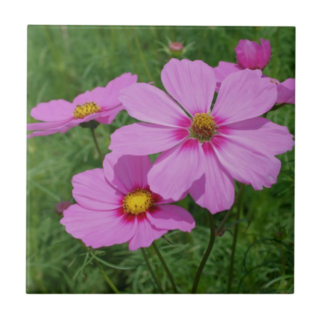 Rosa Cosmos Flowers Nature Kakelplatta (Framsidan)