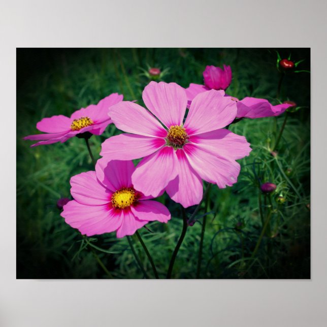 Rosa Cosmos Flowers Poster (Framsidan)