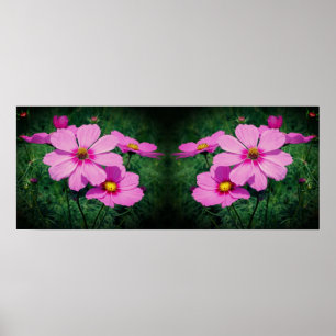 Rosa Cosmos Flowers Spegel Abstrakt Poster