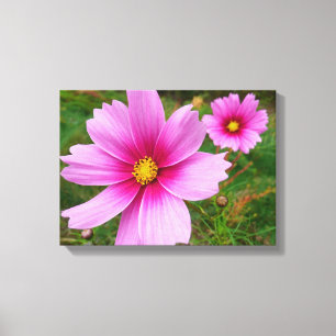 Rosa Cosmos Flowers Wildblomma Canvastryck