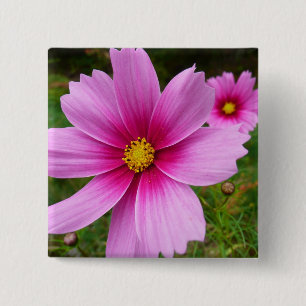Rosa Cosmos Flowers Wildblomma Knapp