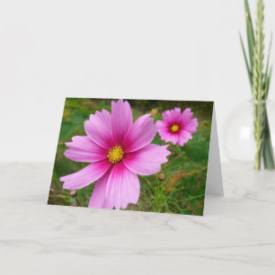 Rosa Cosmos Flowers Wildblomma Kort