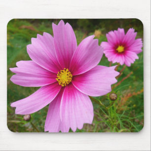 Rosa Cosmos Flowers Wildblomma Musmatta