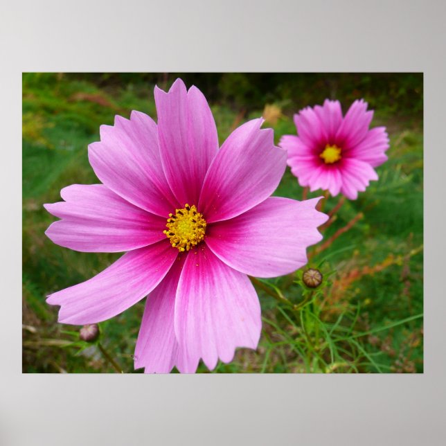 Rosa Cosmos Flowers Wildblomma Poster (Framsidan)