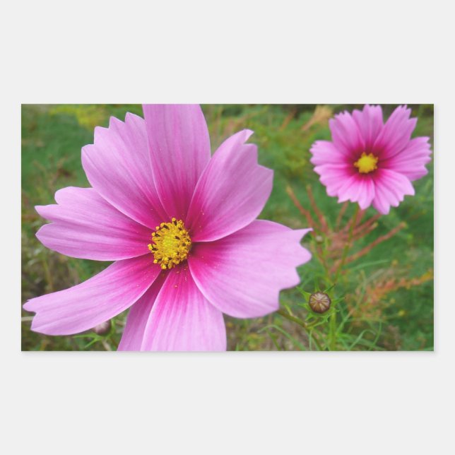 Rosa Cosmos Flowers Wildblomma Rektangulärt Klistermärke (Framsida)