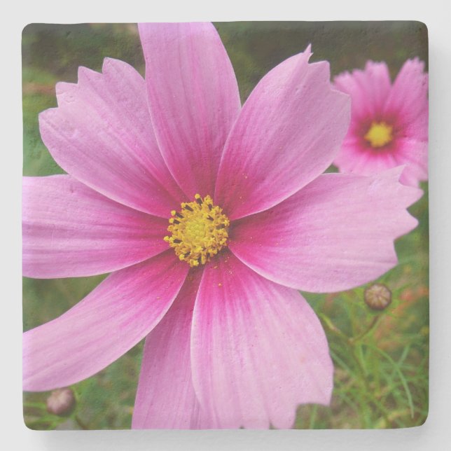 Rosa Cosmos Flowers Wildblomma Stenunderlägg (Framsidan)