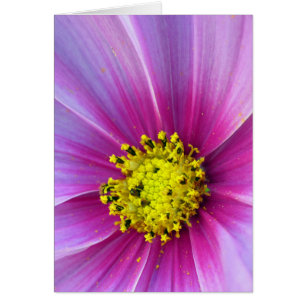 Rosa Cosmos Hälsningskort