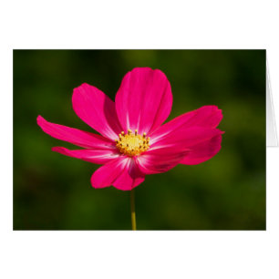 Rosa Cosmos Hälsningskort