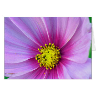Rosa Cosmos Hälsningskort